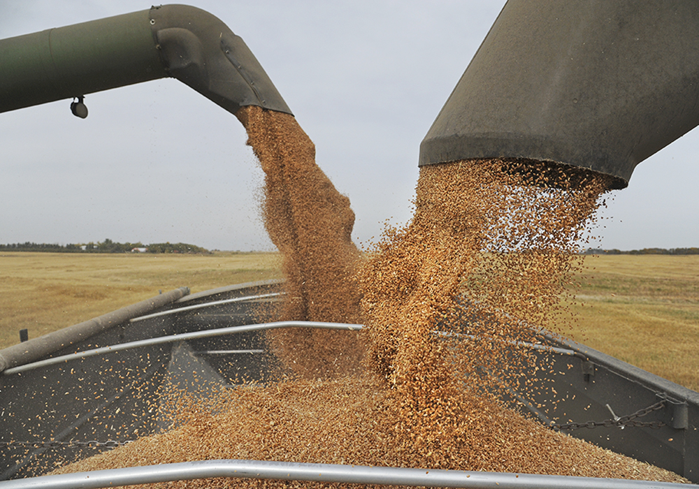 Combines on either side of a grain truck unload wheat seed from their hoppers into the truck using their augers.