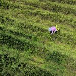 Chinese scientists are testing a new rapeseed variety that could be grown on the country’s rice fields in the winter when the fields would otherwise be idle. | Reuters/ Thomas Peter photo