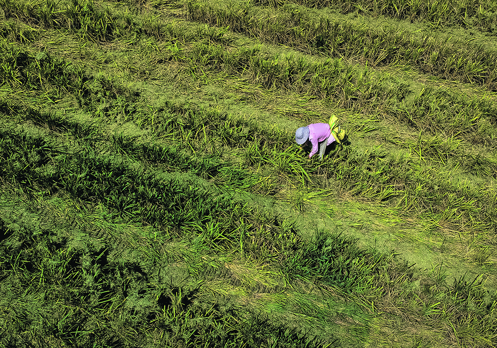 Chinese scientists are testing a new rapeseed variety that could be grown on the country’s rice fields in the winter when the fields would otherwise be idle.  |  Reuters/ Thomas Peter photo