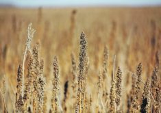 A field of hemp plants.
