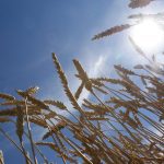 A stand of wheat shot from below, a blue sky background and rays from the sun in the top corner.