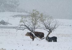 A cow and her calf stand near a tree on snow covered ground, with blowing snow all around them.