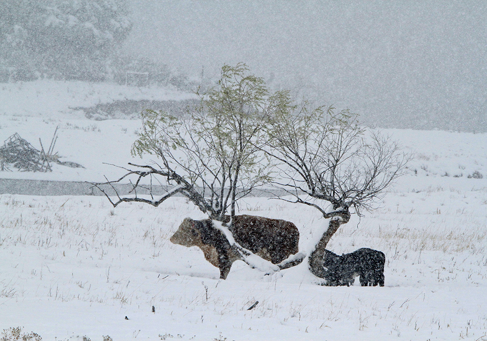 A cow and her calf stand near a tree on snow covered ground, with blowing snow all around them.