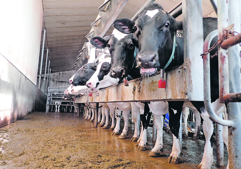 Dairy cattle stick their heads through a fence in a dairy barn.