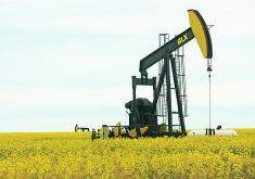 An oil pump jack is working in the middle of a field of blooming canola.