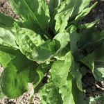 Close-up of a sour sorrel plant.
