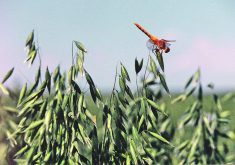 Close-up of a dragonfly perched atop some organic oats in a field.