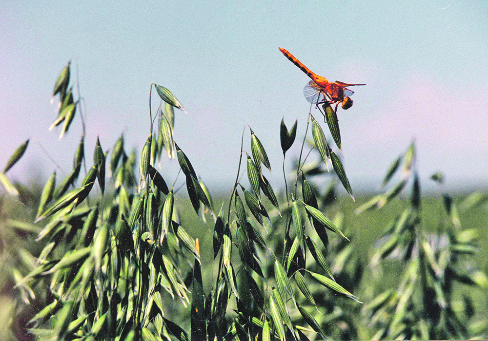 Close-up of a dragonfly perched atop some organic oats in a field.