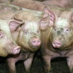 A group of pigs in an indoor pen.