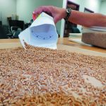 Close-up of grain on an examination table, about to be scooped up into a sample bag by a grain inspector.