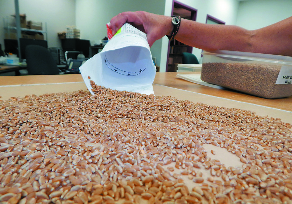 Close-up of grain on an examination table, about to be scooped up into a sample bag by a grain inspector.