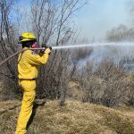 A firefighter wearing yellow, fire-retardant shirt and pants, a fire helmet and a respirator sprays water on a wildland fire that has gotten into a patch of trees and brush.