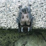 A brown bat hangs upside down on the edge of a concrete slab.