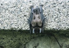 A brown bat hangs upside down on the edge of a concrete slab.