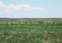 Native grassland on a sunny day.