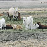 Cattle lazing about in a pasture.
