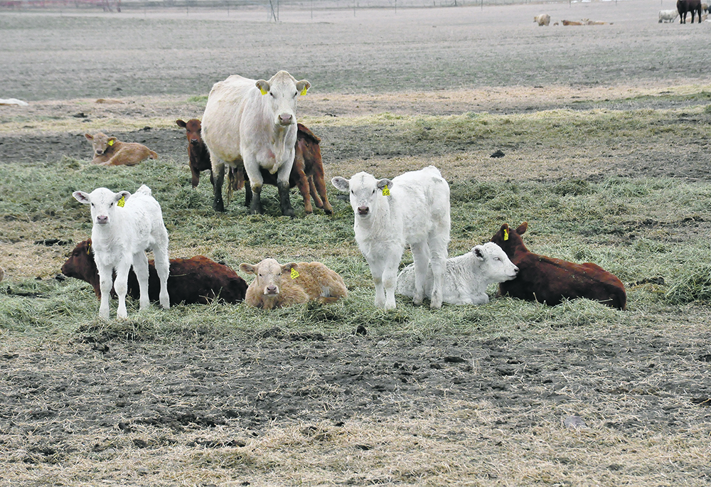Cattle lazing about in a pasture.