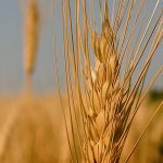 Close-up of the head of a ripe durum wheat plant.