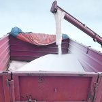 Fertilizer is augered into the box of a farm truck.