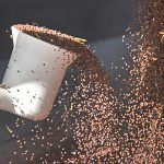 A sampling stick collects some canola seed at an elevator.