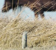 A Richardson's ground squirrel stands in the foreground, a cow is grazing in the background.