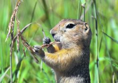 A Richardson's ground squirrel stands on its hind legs and eats the seeds from the head of a bent over wheat stalk.