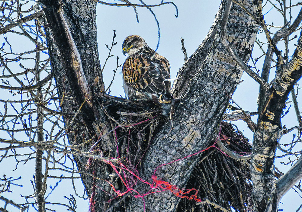 A Ferruginous hawk sits on the edge of a nest.