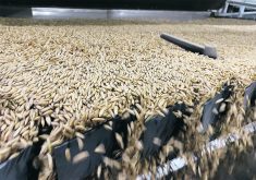 An organic buyer says oat prices have been in a freefall. Carryout is at record highs and lots of oats remain without contracts.  |  File photo