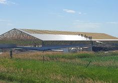 A hog barn is under construction, tin roofing is just starting to be installed on the wooden structure.