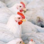 Close-up of white chickens inside a barn.