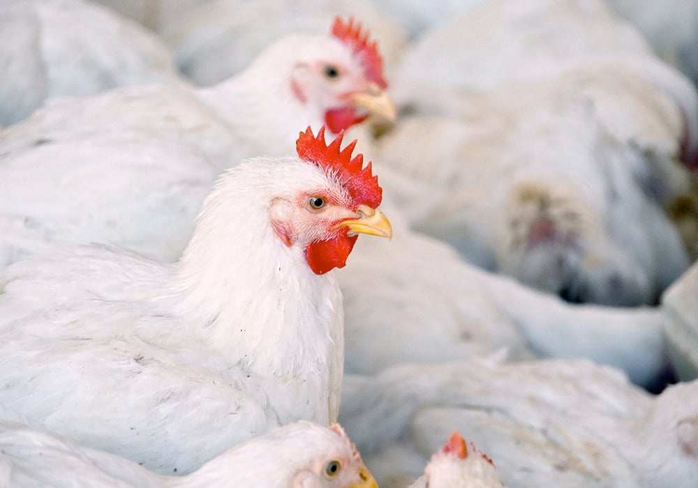Close-up of white chickens inside a barn.