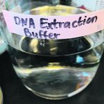 A clear beaker is sitting on a counter in a lab, it has a clear liquid in it and is labelled, "DNA extraction buffer."