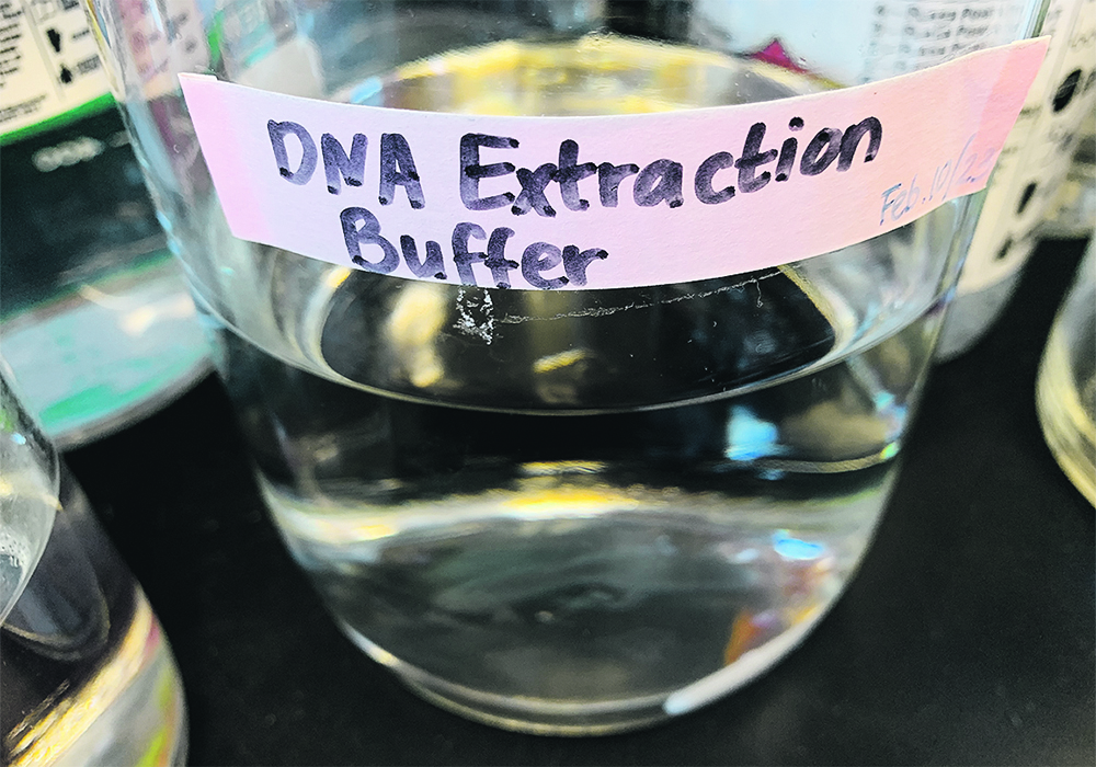 A clear beaker is sitting on a counter in a lab, it has a clear liquid in it and is labelled, "DNA extraction buffer."