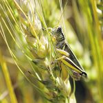 A grasshopper clings to a head of wheat.