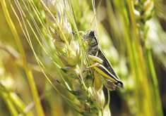 A grasshopper clings to a head of wheat.