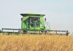 A combine harvests a field of mustard.