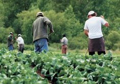 Temporary foreign workers work in a field harvesting vegetables.