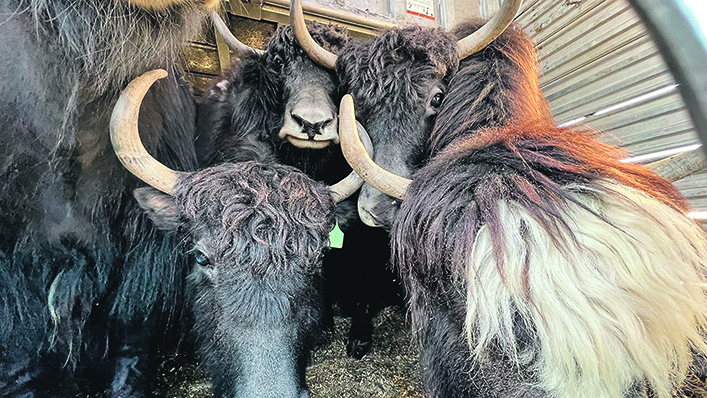 a group of yak are squeezed into a trailer to be evacuated from nearby wildfires in Alberta.