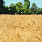 A picturesque ripe wheat field with a few green trees in the background.