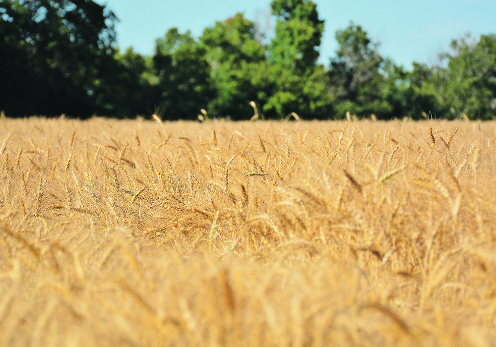 A picturesque ripe wheat field with a few green trees in the background.