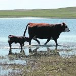 A mother cow and her calf walk through a large, shallow puddle or slough on rangeland.