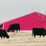 Three black cattle graze in a pasture with a red, metal-sided quonset or barn in the background.