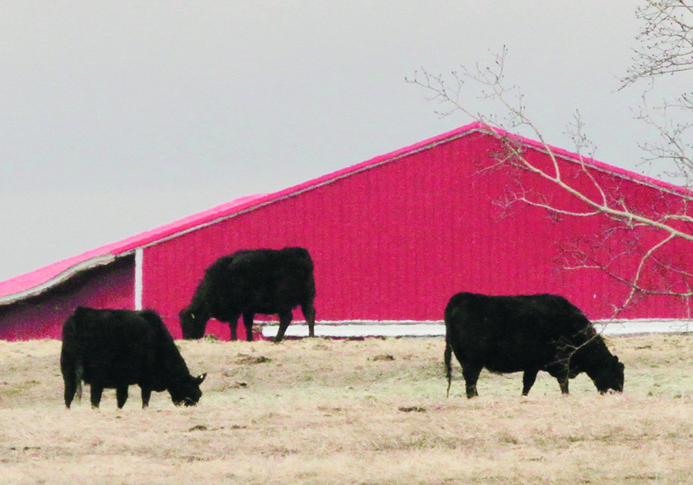 Three black cattle graze in a pasture with a red, metal-sided quonset or barn in the background.
