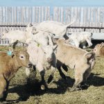 A group of calves frolic in a fenced-in pen.