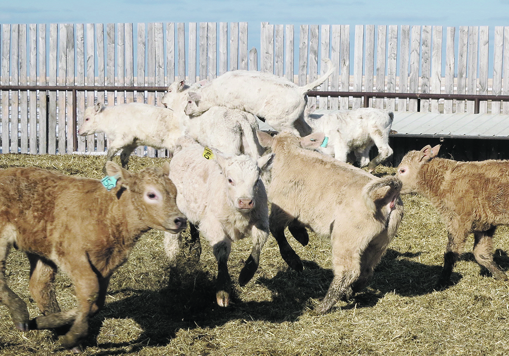 A group of calves frolic in a fenced-in pen.