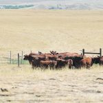 A farmer has entered a pasture with a dozen or so brown cattle that are bunched together in a corner of the fenced land.