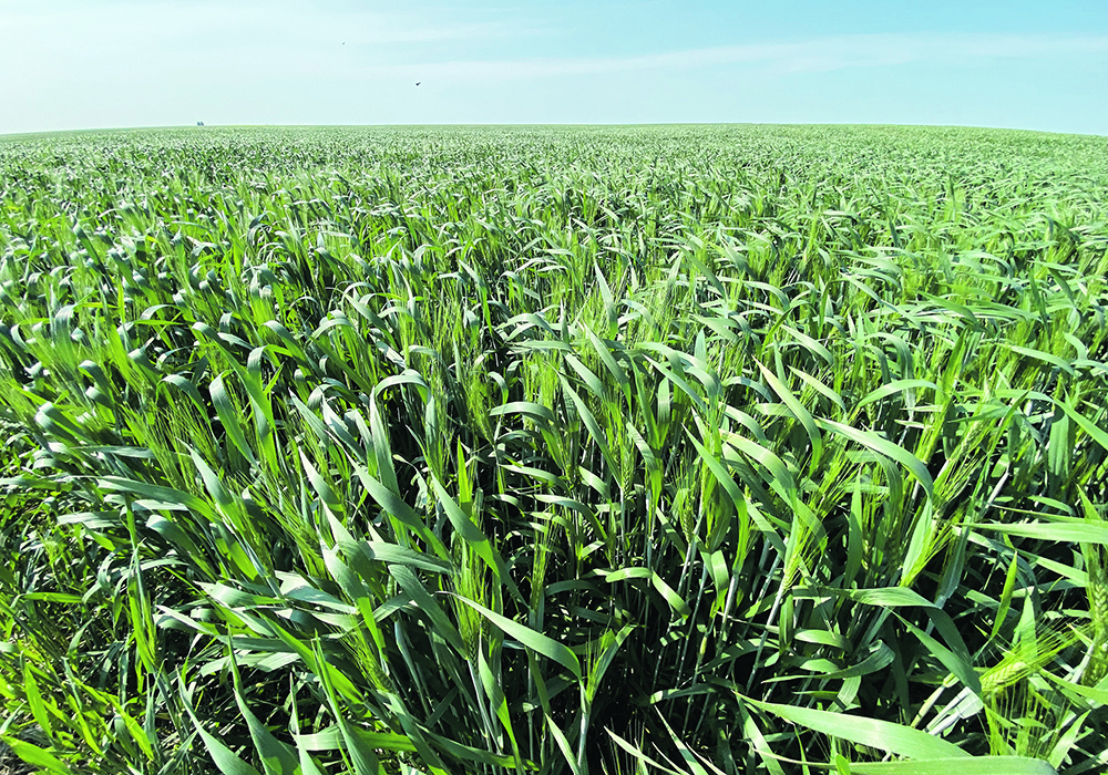 A close-up shot of ripening durum wheat.
