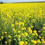 Close-up shot of a mustard field in full bloom.