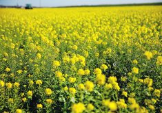 Close-up shot of a mustard field in full bloom.