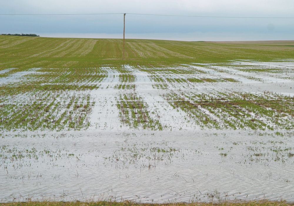 A flooded field with crop planted.